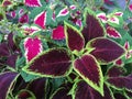 Coleus leaves Coleus scutellarioides