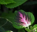 Coleus Leqf With Pink And Dark Purple Colouring