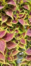 coleus miana plant, beautiful green and red leaves
