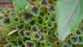 Coleus or miana plant leaves close up shot