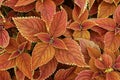 Coleus of Multiple Colors with Veins in the Leaves