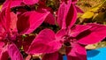 Coleus ornamental plant which is red in color, this plant usually lives in humid areas