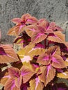 coleus ornamental plants grown at home