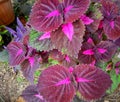 Coleus ornamental plants grown in the yard.