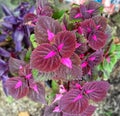 Coleus ornamental plants grown in the yard.