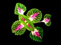 Coleus Ornamental Plants Plant with black background