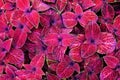 Coleus pink, black and green leaves decorative background close up, painted nettle plant, bright purple foliage texture