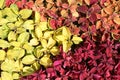 Coleus plant Royalty Free Stock Photo
