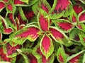 Coleus Plant