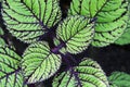 Coleus plant Royalty Free Stock Photo
