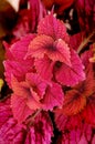 Coleus Plant Royalty Free Stock Photo