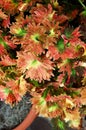 Coleus Plant Royalty Free Stock Photo