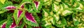 Coleus plant banner. Close up of variegated Coleus plants. Painted nettle, Flame nettle, decorative nettle. Royalty Free Stock Photo