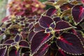 Coleus plant with bright burgundy foliage. Beautiful colorful leaves of a coleus plant growing outdoors Royalty Free Stock Photo