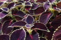 Coleus plant with bright burgundy foliage. Beautiful colorful leaves of a coleus plant growing outdoors Royalty Free Stock Photo