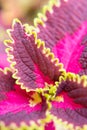 Coleus-a plant with bright  colorful leaves-purple  pink and green pattern on the foliage Royalty Free Stock Photo