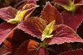 Coleus plant with bright yellow foliage. Beautiful colorful leaves of a coleus plant growing outdoors Royalty Free Stock Photo