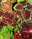 Coleus plant. A mixture of colors. Colorful leaves. Wizard Coral Sunrise. Sunrise Coleus. Assortment of potted house plants. Burgu