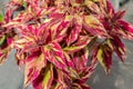 Coleus plant Royalty Free Stock Photo