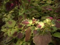 Coleus plant ,Painted nettle nature.