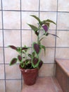 Coleus plant in pot on steps