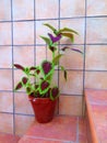 Coleus plant in pot on steps