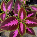 coleus plant with reddish-purple leaves