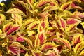 Coleus Plant Royalty Free Stock Photo