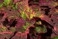 Coleus Plants