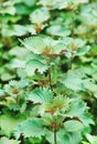 Coleus plants Royalty Free Stock Photo