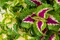 Coleus plants background. Close up of variegated Coleus plants. Painted nettle, Flame nettle, decorative nettle.