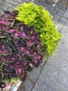 Coleus plants