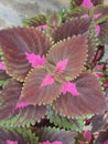 Coleus plants are eye-dazzlers and easy-going with impossibly colorful leaves.