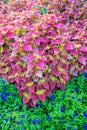 Coleus plants in flower bed.