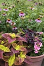 Coleus plants and hostas in summer Royalty Free Stock Photo