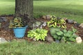 Coleus plants and hostas in summer Royalty Free Stock Photo