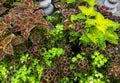 Coleus plants variety mix, top down view, close up Royalty Free Stock Photo