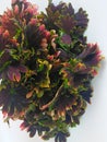 Coleus plants in white background