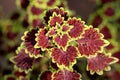 Coleus or Plectranthus scutellarioides bushy evergreen decorative flowering plant with dark red to light green variegated leaves