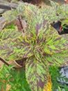 Coleus, Plectranthus scutellarioides, characteristically bright colors Royalty Free Stock Photo