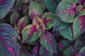 Coleus (Plectranthus scutellarioides) or red miana plant