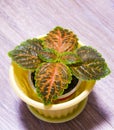 Coleus in a pot. Red and green leaves of the coleus plant, Plectranthus scutellarioides Painted nettle Flower. Beautiful flower Co