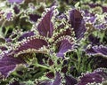 Coleus with Purple Leaves and Yellow-Green Jagged Leaves