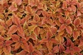 Coleus of Red, Orange, and Yellow Many Plants