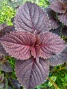 Coleus scutellarioides has potential as a medicinal plant. Metabolites used as drugs generally accumulate in secretory structures