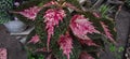 Pink Coleus tropis