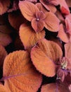 Coleus Spite Fire, Plant, Herbacea, Coper Leaves, Orange Purple Leaves, Garden Royalty Free Stock Photo