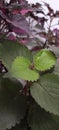 Coleus variety green and pink plant