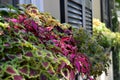 Coleus Window Flower Box Royalty Free Stock Photo