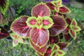 Coleus